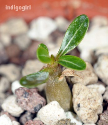 DSC_7906green.jpg