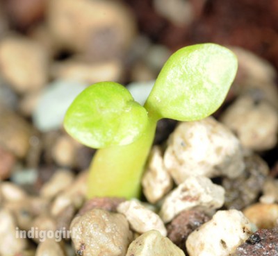 DSC_7910green.jpg
