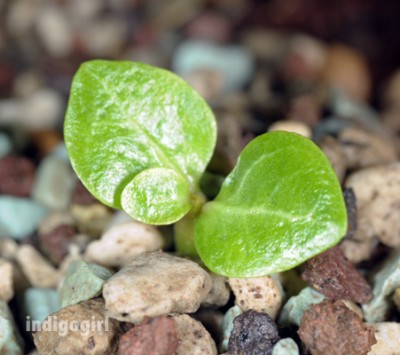 DSC_7912green.jpg