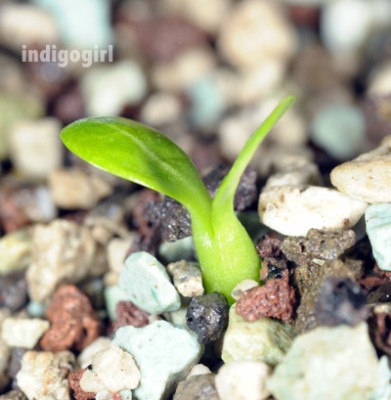 DSC_7915green.jpg