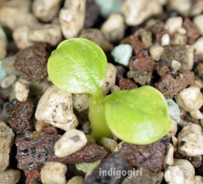 DSC_7917green.jpg