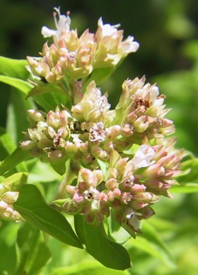 gold.Oregano.JPG