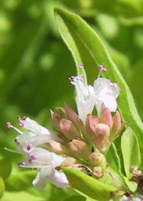 gold.Oregano2.JPG