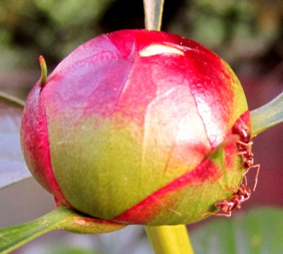 geschlossene Pfingstrose.jpg