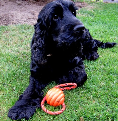 Finn mit seinem Lieblingsball.jpg