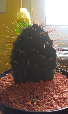 IMAG0160.jpg