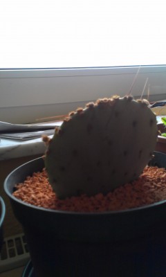 IMAG0161.jpg