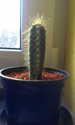 IMAG0162.jpg