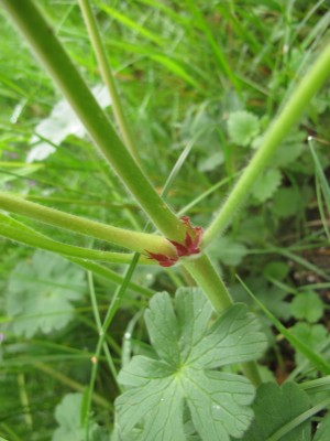 Geranium pyrenaicum (1).JPG