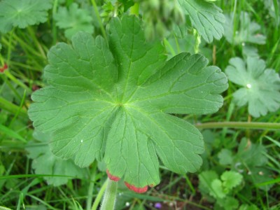 Geranium pyrenaicum (2).JPG