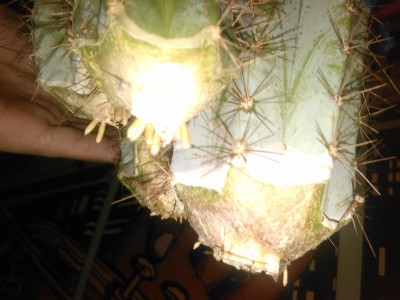 WP_20140502_015.jpg