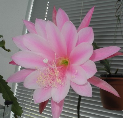 DSCN2624-k.jpg