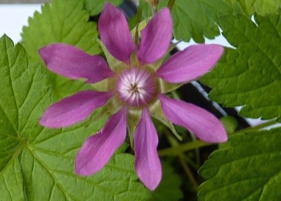 Blüte.jpg