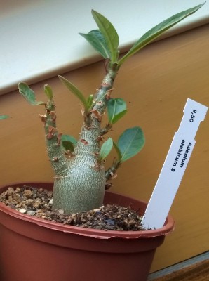 Arabicum1.jpg