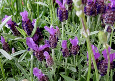 Lavendel 12 Töpfe.jpg