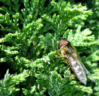 Frühling 2014 2 415.jpg