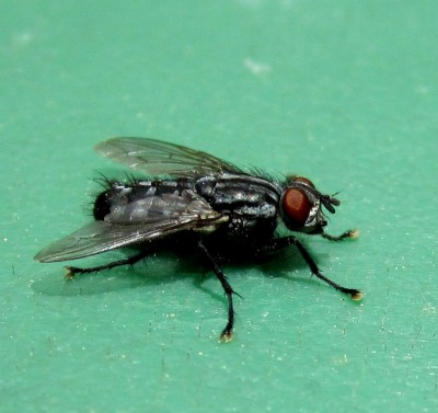 Frühling 2014 2 419.jpg