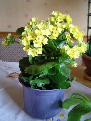 Kalanchoe.jpg