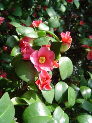 Pillnitzer Kamelie.jpg