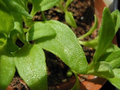 DSCN2645-k.jpg