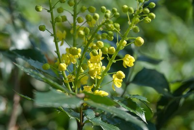 raetsel_DSC4951.jpg