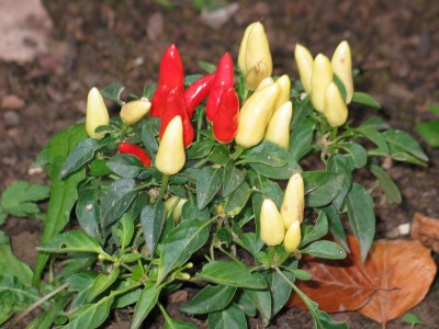 CHili1.jpg