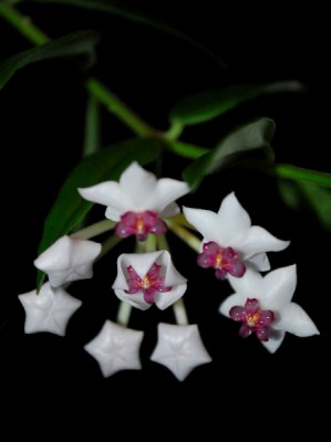 hoya14 008pp.jpg