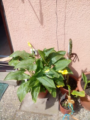 IMG_20140506_123318.jpg