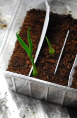 Frühling14 079pp.jpg