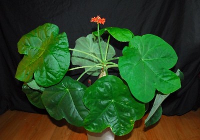 Jatropha 067pp.jpg