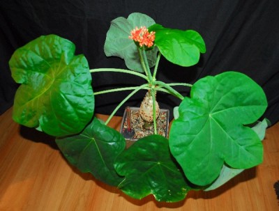 Jatropha 068pp.jpg