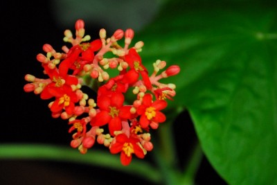 Jatropha 069pp.jpg