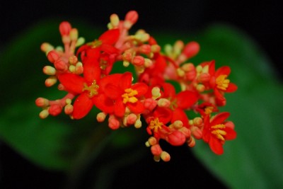 Jatropha 070pp.jpg