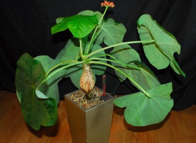 Jatropha 071pp.jpg