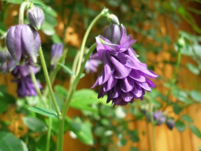 P5060005-k.jpg