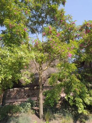 DSCN1470 (768x1024).jpg