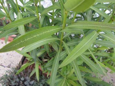 K800_IMG_0231.JPG