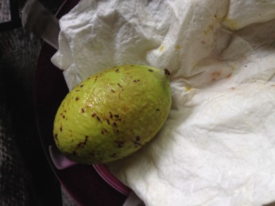 Mamey Pflanzen Samen Anzucht Vermehrung Green24 Pflanzen Garten Forum