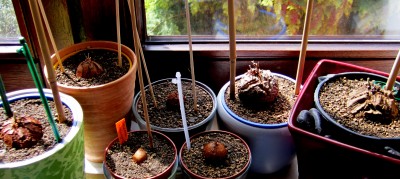 Frühling 2014 2 428.jpg