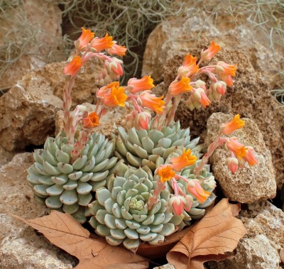 Echeveria ´Aliénor´ 1999-27-4074-1 (4).jpg