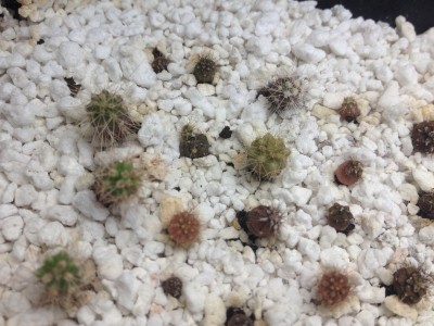 Cactus5_2014May3.JPG