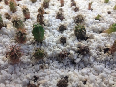 Cactus7_2014May3.JPG
