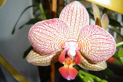 Orchi Nr._2_600x398.JPG