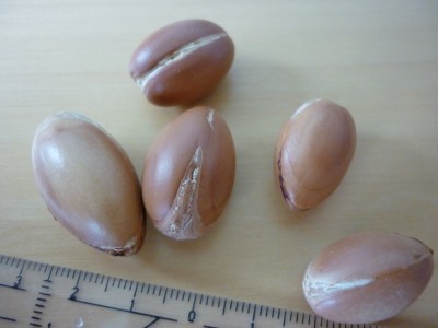 argan-P1050339.jpg