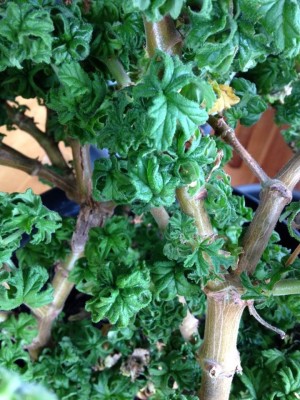 Stark nach Zitrone duftende Pflanze - Pelargonium graveolens ·  Pflanzenbestimmung & Pflanzensuche · GREEN24 Pflanzen & Garten Forum