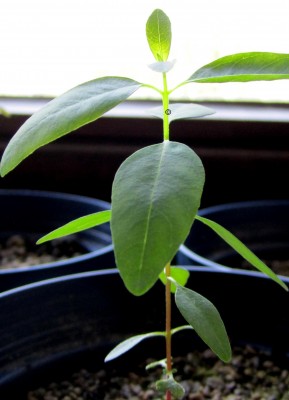 Regenbogen-Eucalyptus Anzucht 011.jpg