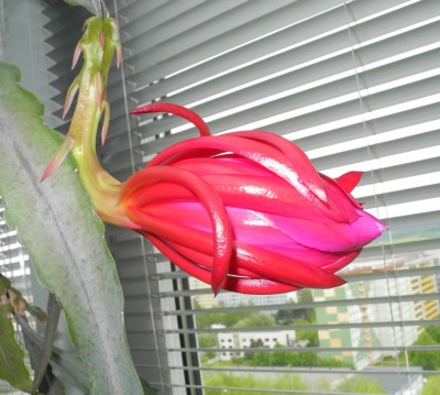 DSCN2675-k.jpg