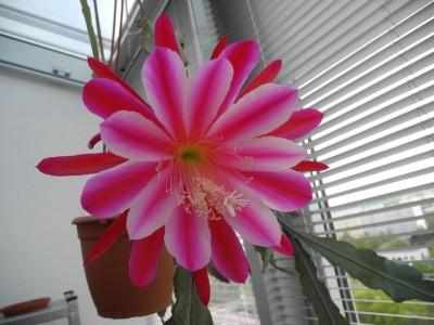 DSCN2693-k.jpg