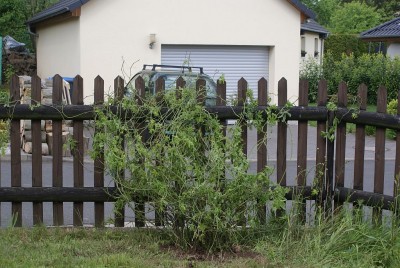Große Passikl.jpg