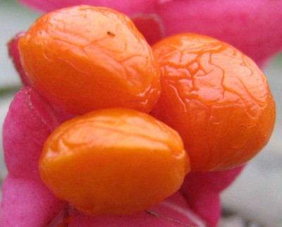 euonymus.jpg